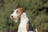 FOX TERRIER 455